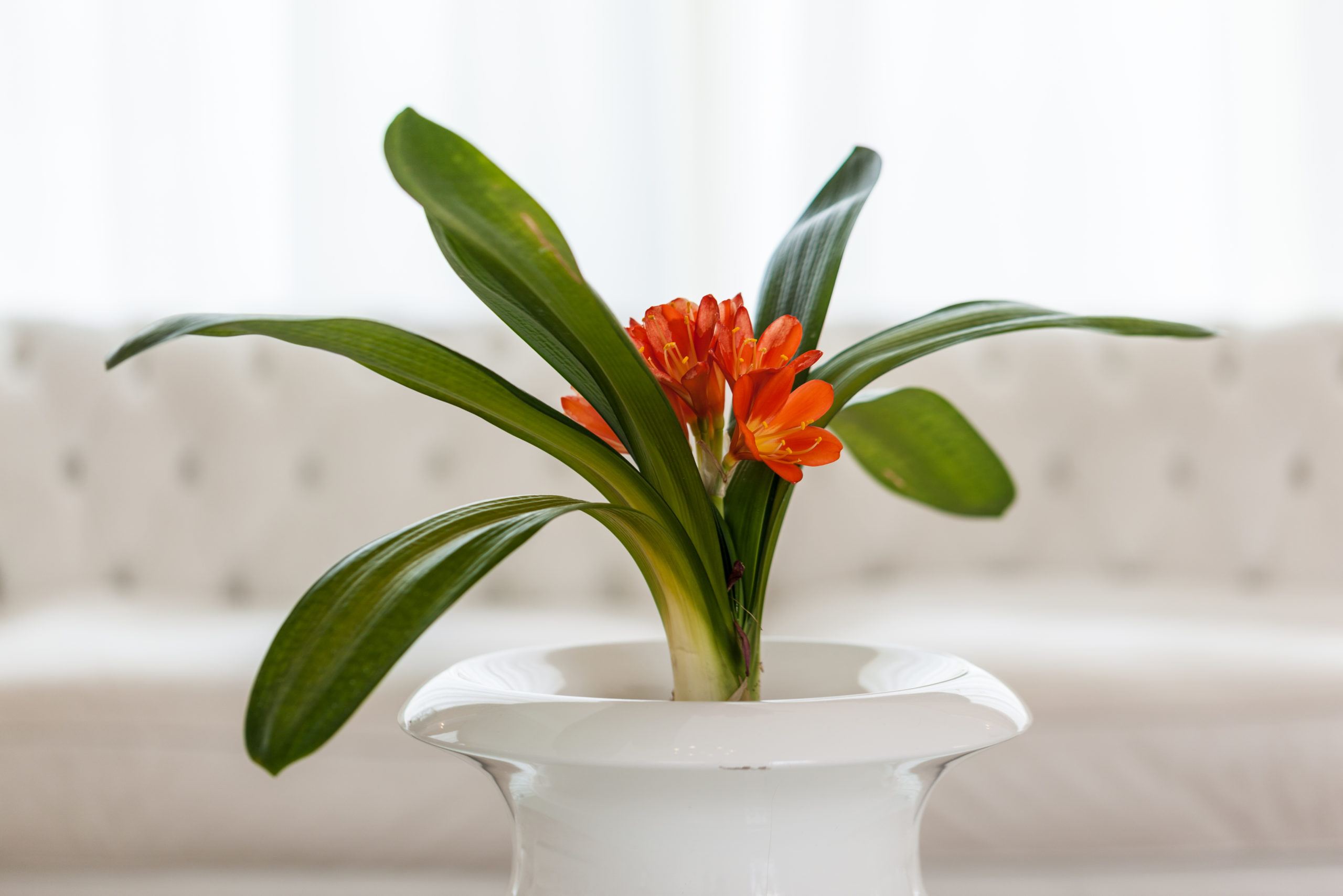 a potted plant with beautiful orange flowers and a white sofa in background